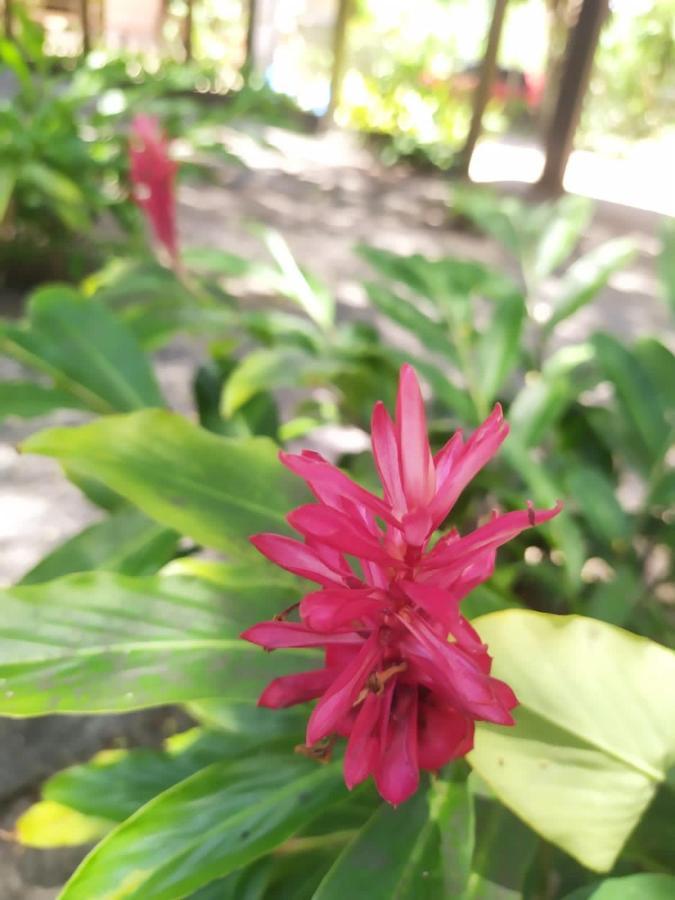 Pousada Tamarindos Barra Grande  Buitenkant foto